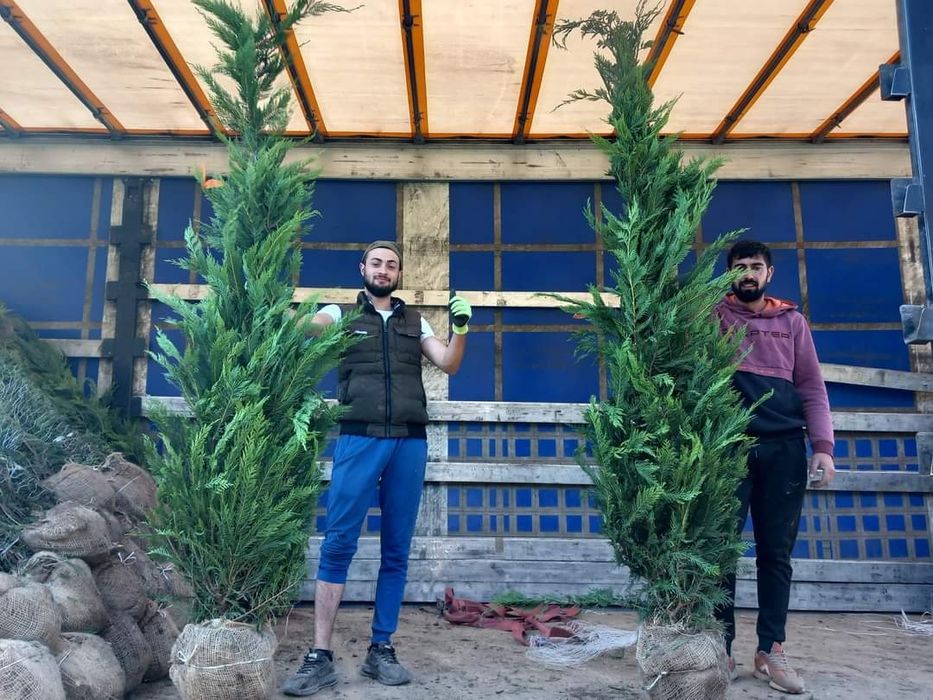 Cupressus leylandii 2.5 - 3m en - gross, calitate premium!