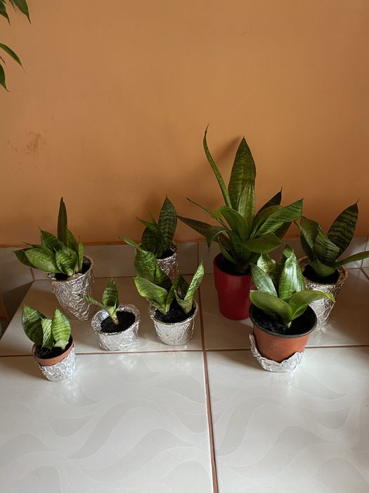 sansevieria- 35 lei/2 ghivece