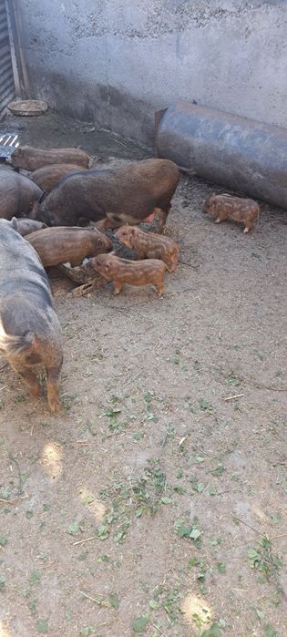 Виетнамски прасета за доугояване