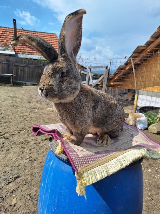 Vând iepuri uriaș german