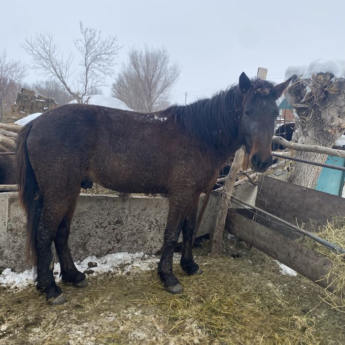 Жылқы айғыр байланған