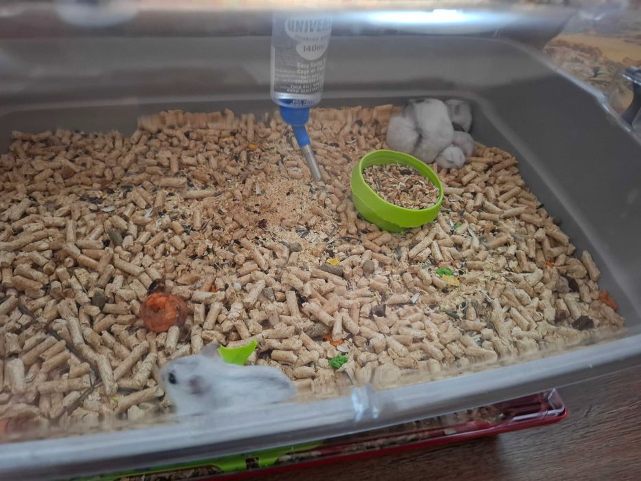 Donez hamsteri!! Am vreo 10 cu tot cu pui ( 5 mici, 5 mari). Primul venit, primul servit! Oricine vrea sa primeasca 1-2-3 hamsteri, dau  gratuit!
