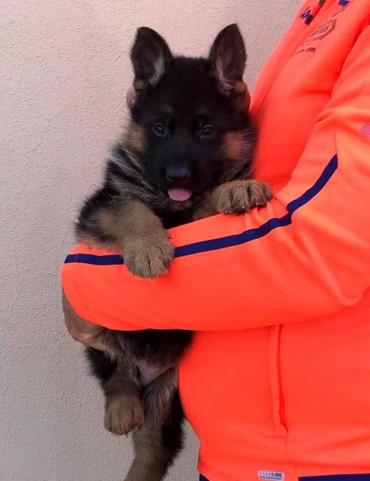 Femela ciobanesc german cu pedigree TOP