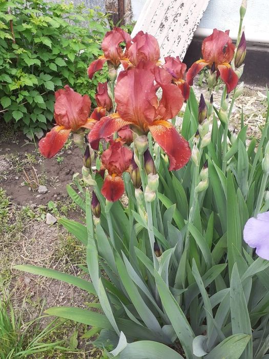 Продам сортовые Ирисы