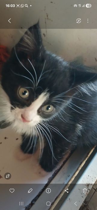 Котята  мальчики  и девочки 2 мес