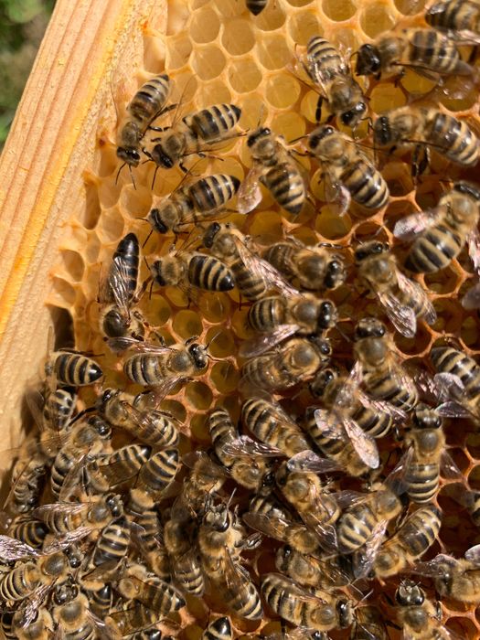 Пчелни майки от селективни семейства