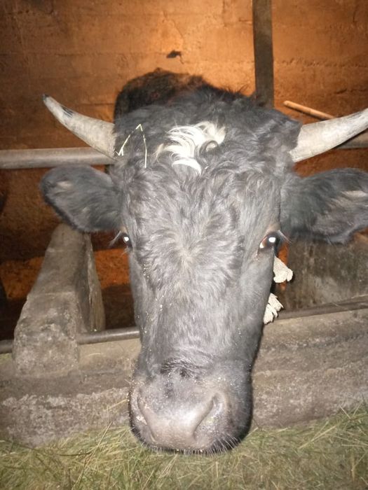 Быки  на откорме