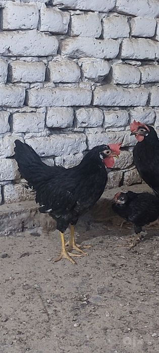 Qora legorin 4oylik