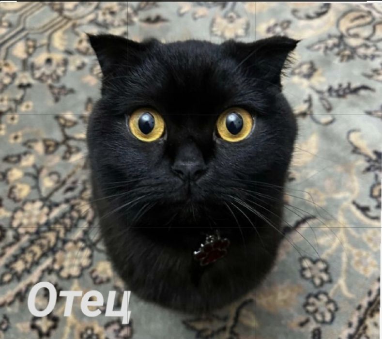Продам породистых котят