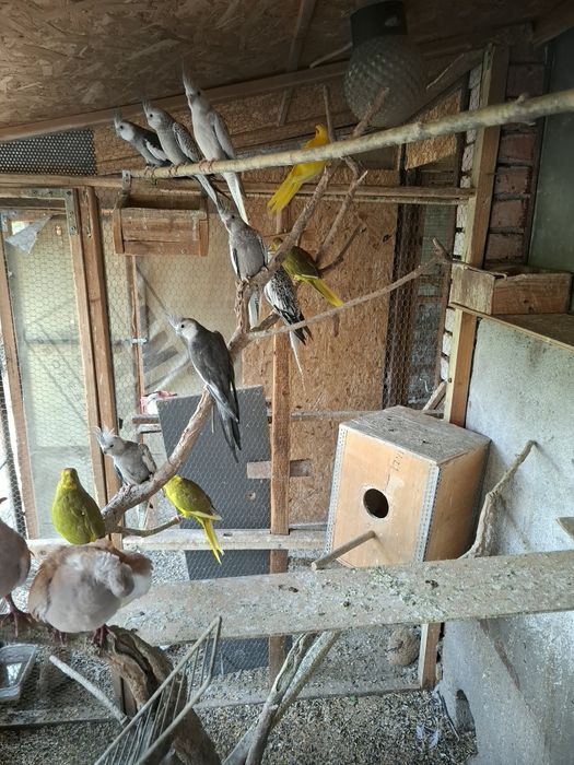 Свободни папагали