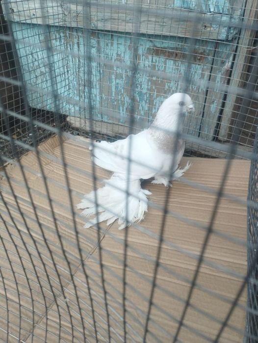 Продам самца племенной