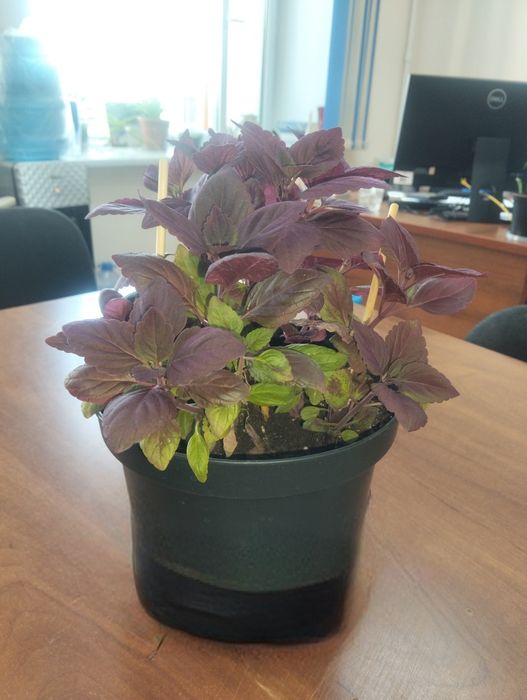 Продам цветок Колеус