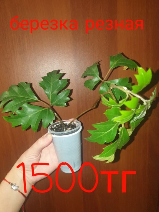 Продам комнатные растения