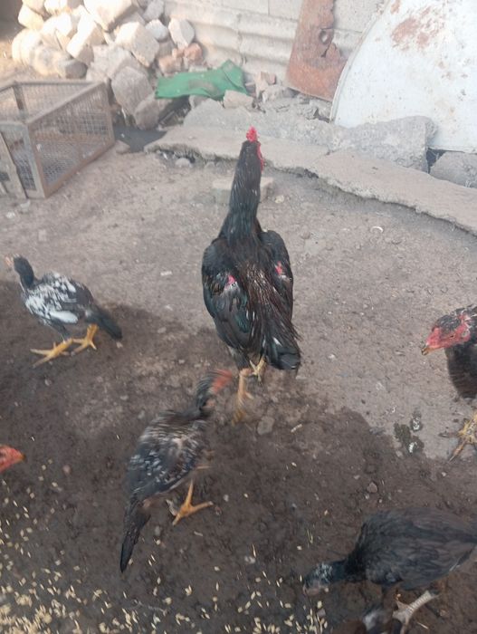 Продам петуха дакана