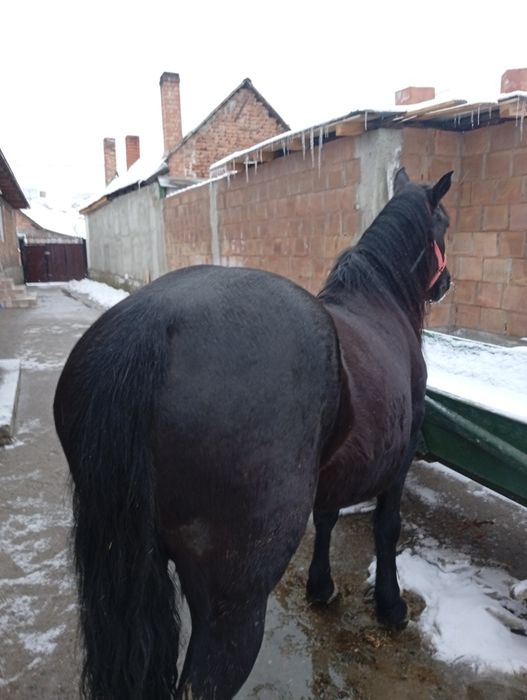 Iapa de vanzare neagra