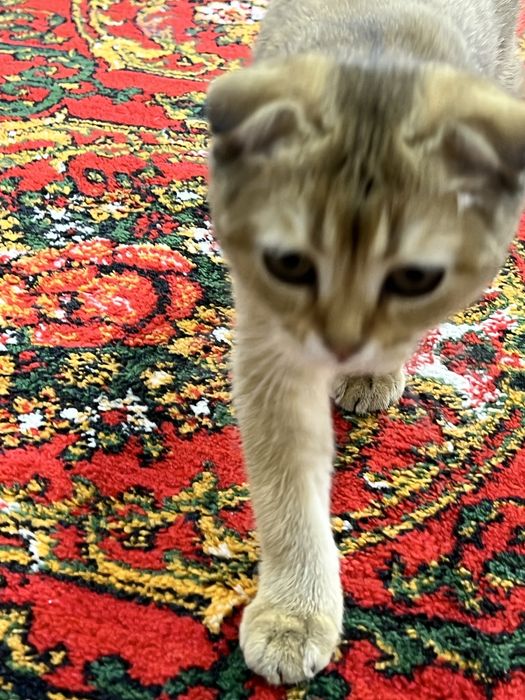 Продаётся шиншила вислоухая кошечка