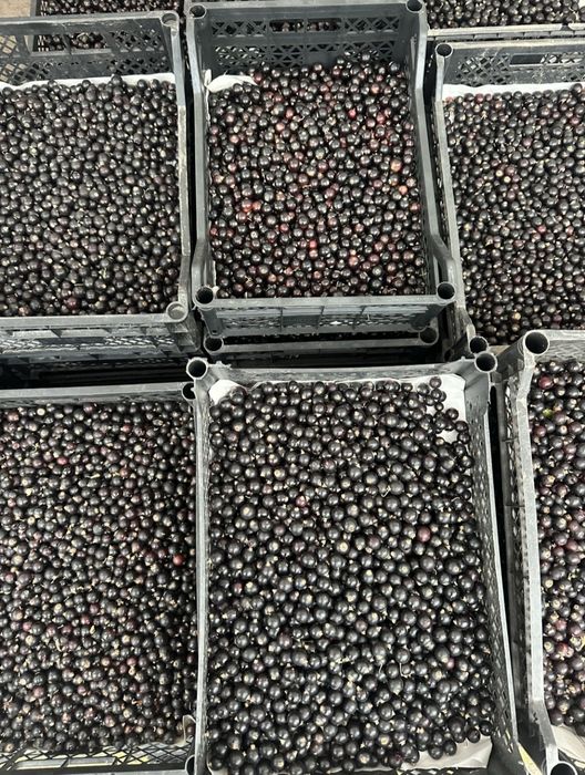 В продаже смородина сладкая