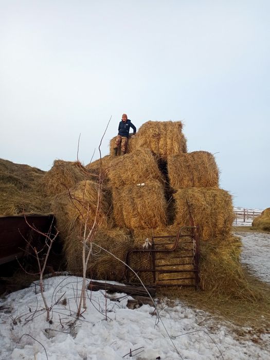 Продоётса рулоны сено