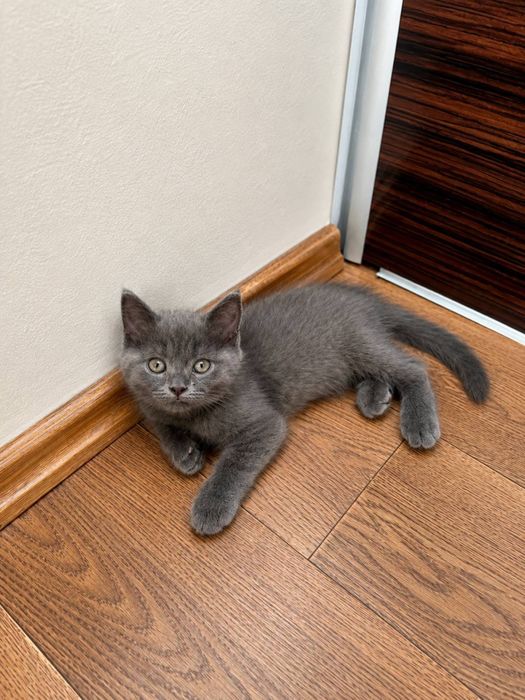 Mushuk/Skotish Strayt/кошка/котёнок/скотиш страйт/серый кошка/