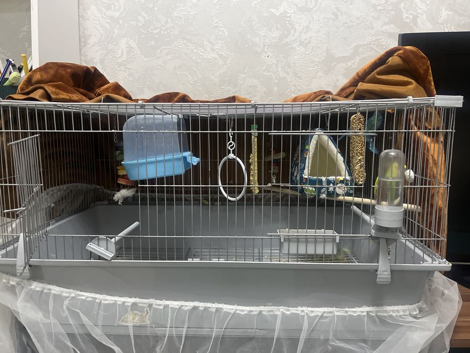 попугай мальчик