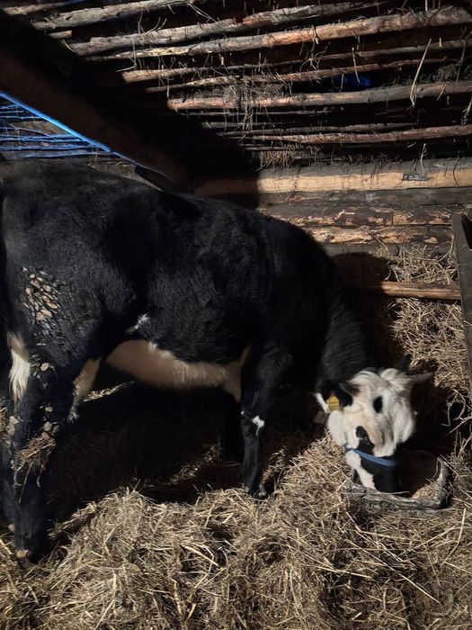 Продаётся тёлки за 1 млн сто тыс. За двоих. Есть торг!!!