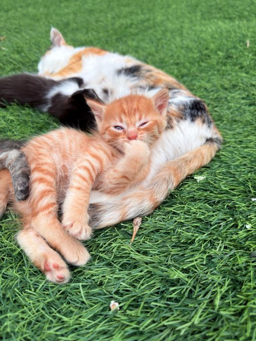 Котята мальчики и девочка в добрые руки