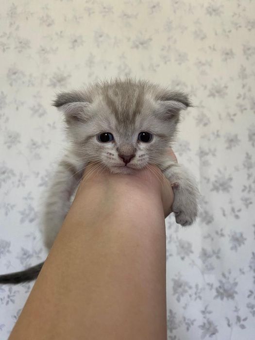 Веслаухий котята