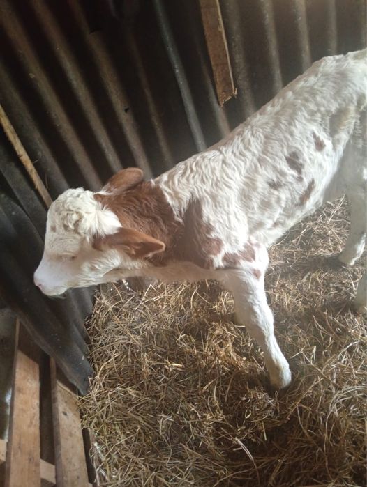 Vand viteaua de 5 zile