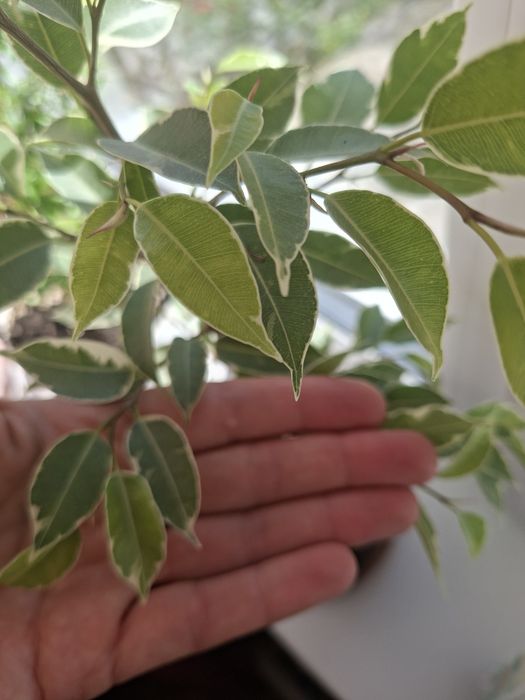 Продам Фикус бенджамина