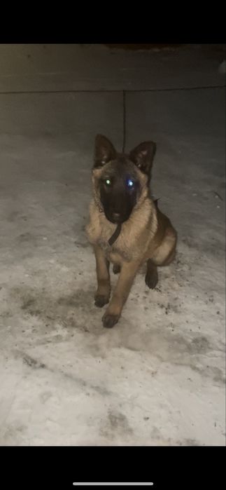 Бельгийская овчарка