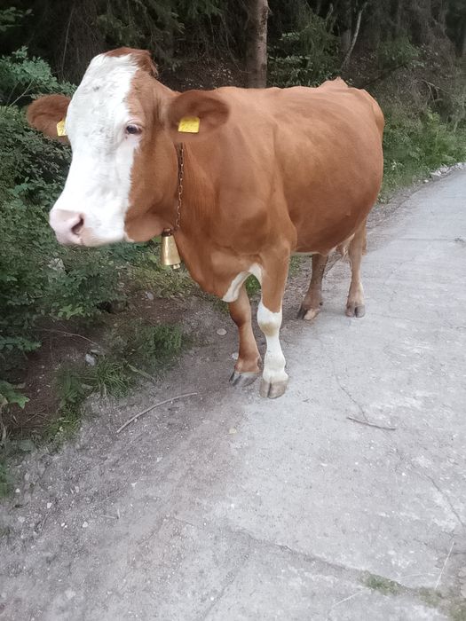 Vând vaca de 7 ani cu vițel