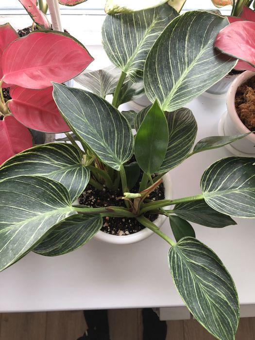 Цветы для дома.