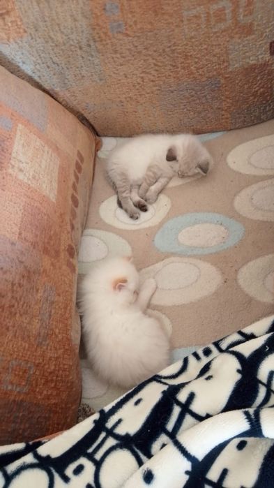 породистые котята