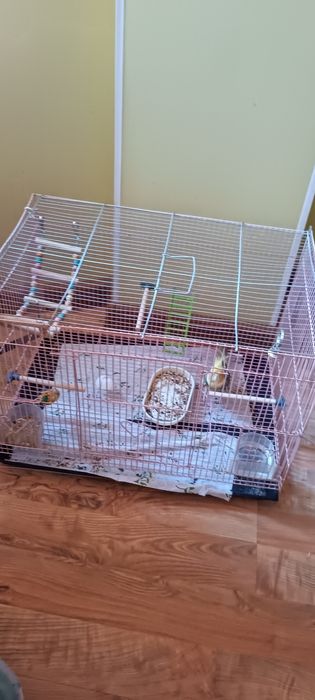 Продам Попугай карелла