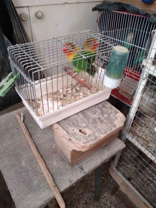 Продаёться попугай Фышер пара