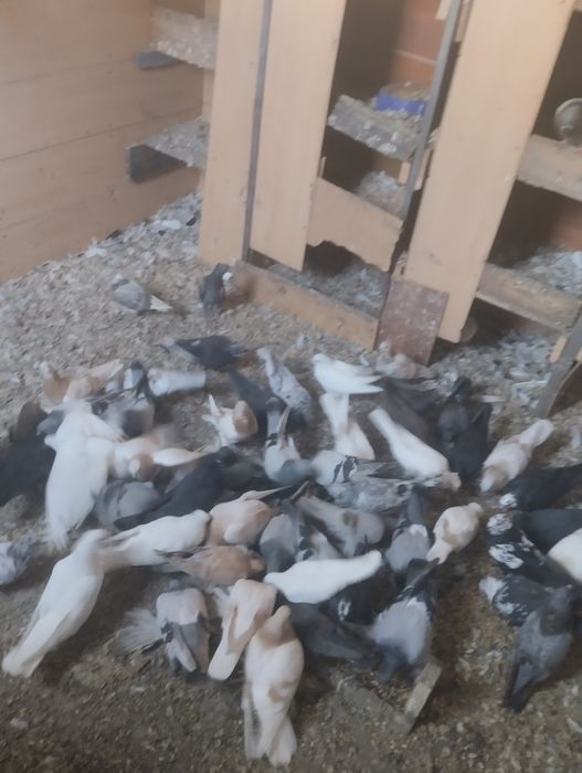 Голубые на продажу