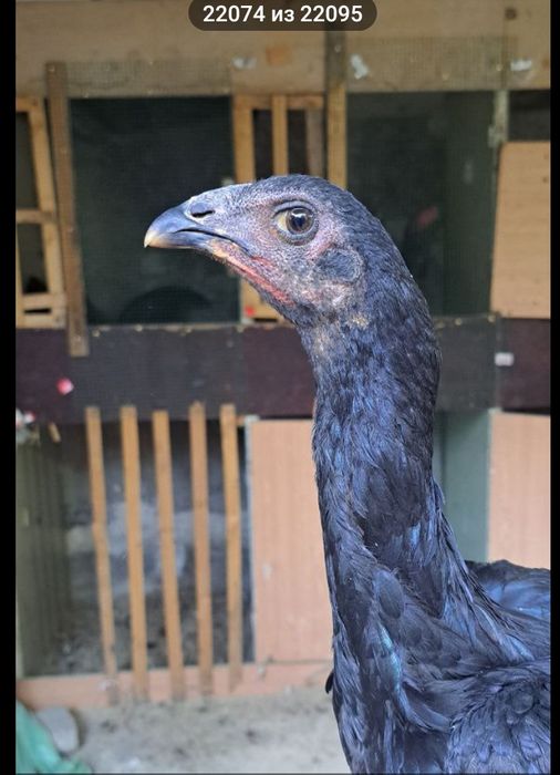 Цыплята и яйца чистокровных О Шамо и Ганой