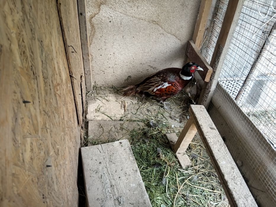 Қырғауыл сатылады 1 шт