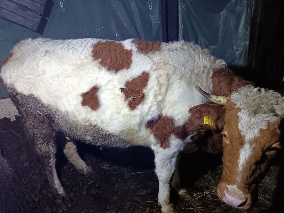 Vând 2  vaci de patru ani