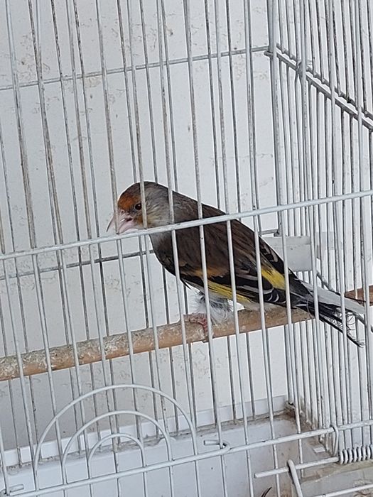Gibrid gibrid sava