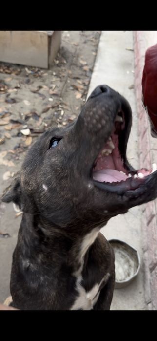 Американский Пит-бультерьер