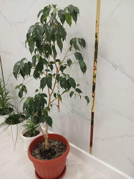 Фикус бенджамин.