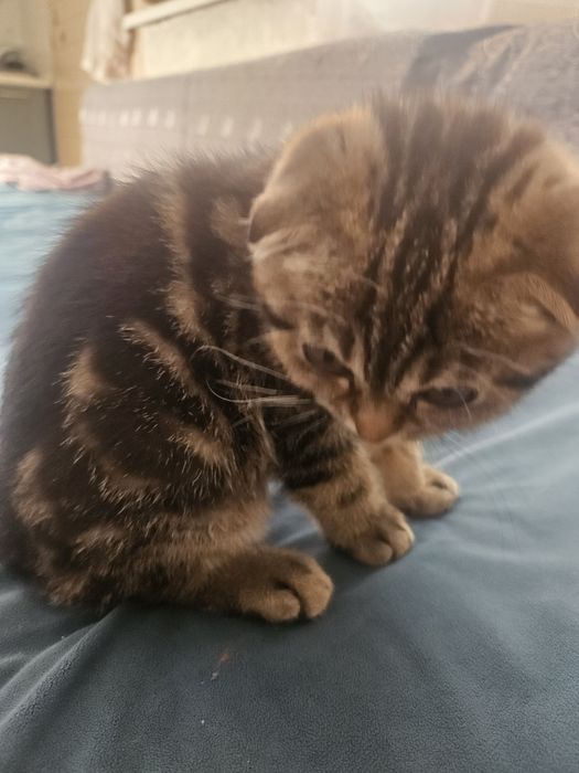 Котенок скоттиш страйт
