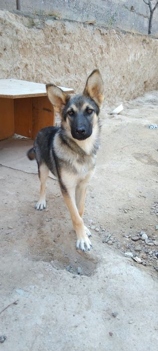 Немецкая овчарка. 6 ойлик.