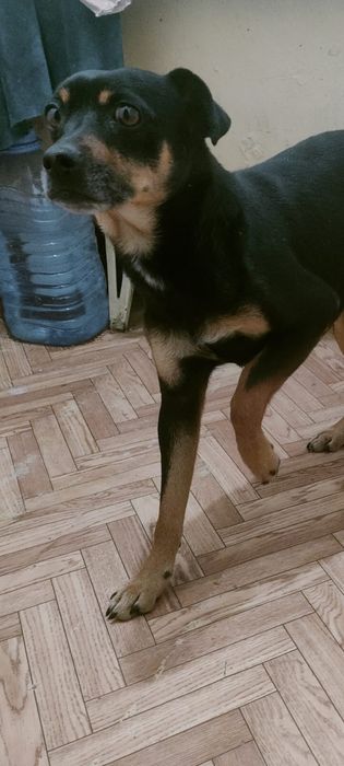 Нашли собаку каскелен