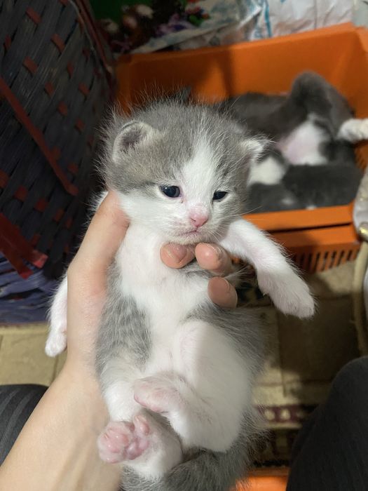 Продаются котики