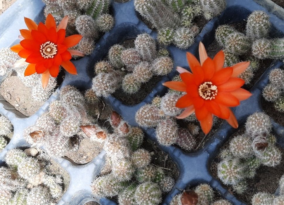 Cactus cu floare roșie , "echinopsis camaecereus ",