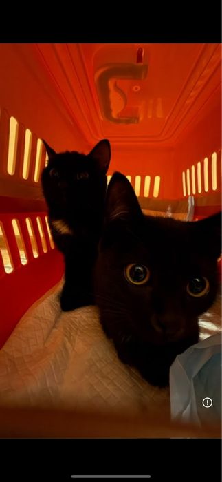 Котенок бомбейской породы