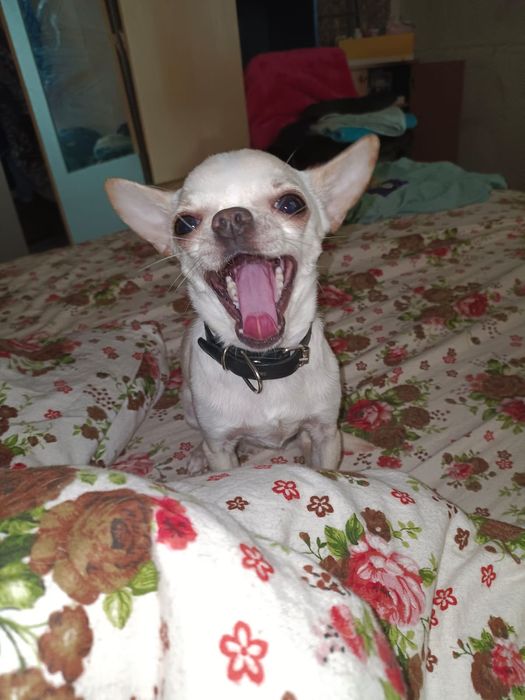 Кобель чихуахуа для вязки