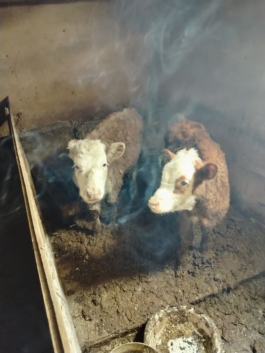 Екы ургашы бузау бар обмен тай байталга